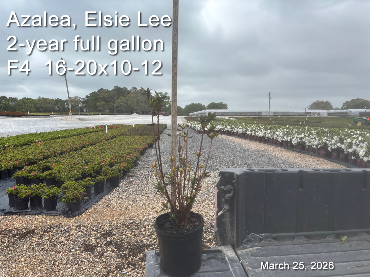 gallery/el2yf f4 mar25.jpg